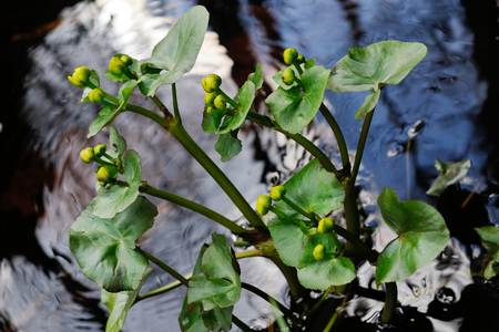 A group of blooming flowers in their natural environment, Puumala region, Finlandの写真素材