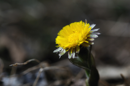 Fresh coltsfoot flower is widely opened towards the sun, Puumala region, Finlandの写真素材