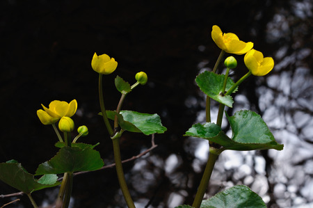 A group of blooming flowers in their natural environment, Puumala region, Finlandの写真素材