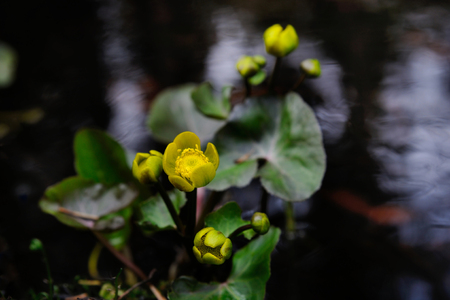 A group of blooming flowers in their natural environment, Puumala region, Finlandの写真素材