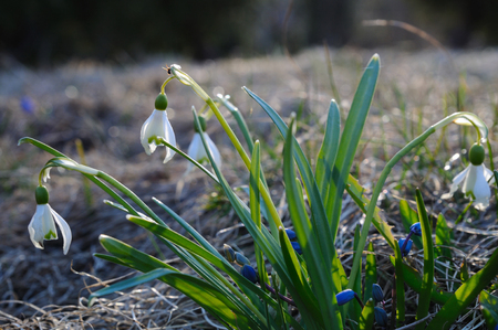 A group of blooming spring flowers in their natural environment, Puumala region, Finlandの写真素材