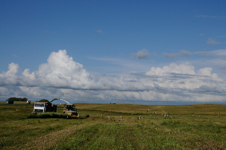 Storks are feeding during the harvest, Republic of Belarusの写真素材