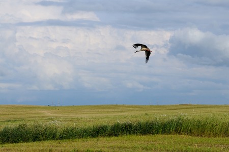 Stork is flying over the field during the harvest, Republic of Belarusの写真素材