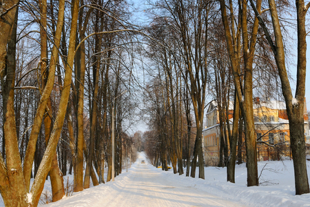 Big trees are growing on both sides of snow covered road, Uglich, Yaroslavl region, Russiaの写真素材