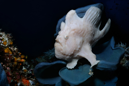Grey giant frogfish is sitting on a plate sponge, Panglao, Philippinesの写真素材