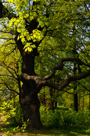 Oak branches and stem look like a person stretching arms, Krestovsky island, Saint-Petersburg, Russiaの写真素材