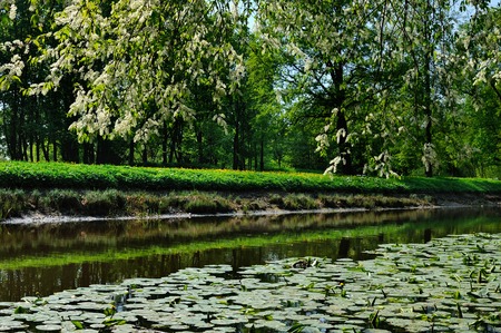 Blooming bird cherry tree is growing on a bank of a tiny Chykhonka river covered by yellow water lilies, Krestovsky island, Saint-Petersburg, Russiaの写真素材