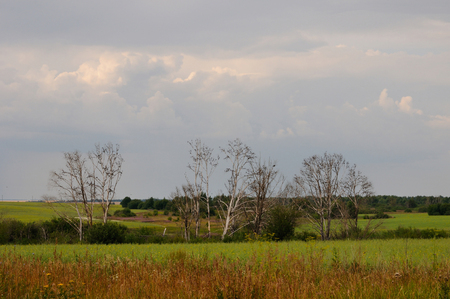 Flock of starlings occupied dry tree trunks, Tula region, Russiaの写真素材