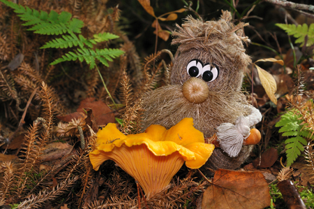 Wood spirit has found a chanterelle (girolle, Cantharellus cibarius lat.), Puumala, Finlandの写真素材