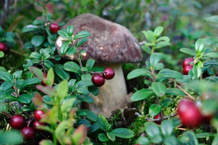 A cep (porcino, Boletus edulis lat.) is growing among cowberries, Puumala, Finlandの写真素材