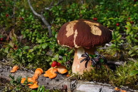 A cep (porcino, Boletus edulis lat.) is growing among cowberries, Puumala, Finlandの写真素材