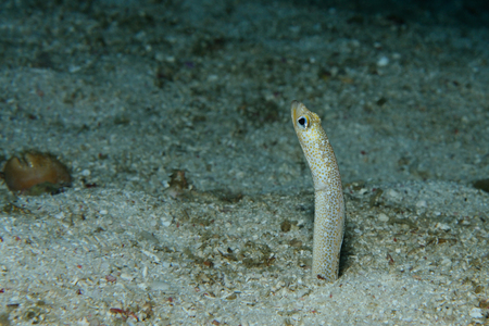 Garden eel is peeping out its burrow ready to hide, Panglao, Philippinesの写真素材