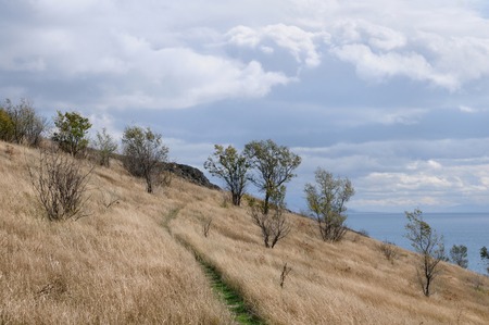 Sunburnt vegetation on the banks of Sevan lake, Armeniaの写真素材