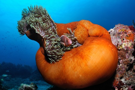 Amphiprion (Pink anemonfish (Amphiprion perideraion)) is swimming close to its home anemone, Panglao, Philippinesの写真素材