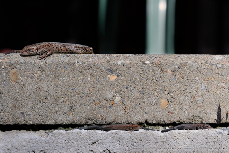 Juvenile lizards are passing by a bigger one basking in the sun, Puumala, Finlandの写真素材
