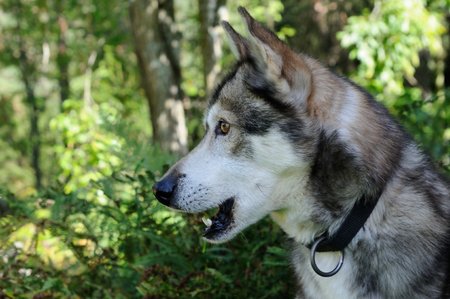 Side portrait of a husky, JÃ¤msÃ¤, Finlandの写真素材
