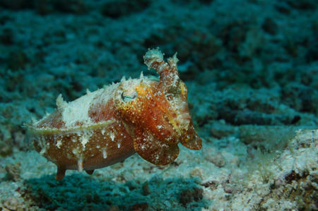 Needle cuttlefish (Sepia aculeata (Lat)) is changing colors, Panglao, Philippinesの写真素材