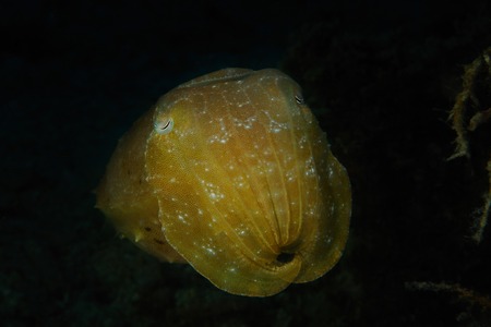Resting Needle cuttlefish (Sepia aculeata (Lat)) against dark background, Panglao, Philippinesの写真素材