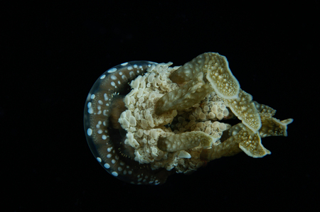 Blackwater night shot of a swimming black spotted jellyfish, Panglao, Philippinesの写真素材