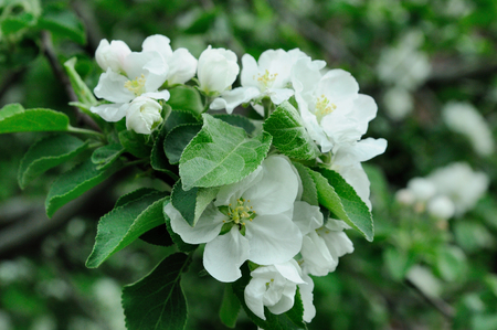 A close up shot of an apple tree blossom, Moscow, Russiaの写真素材
