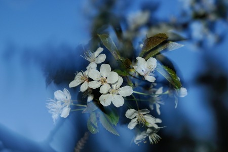 A whirl of apple tree blossom against the sky background, Moscow, Russiaの写真素材