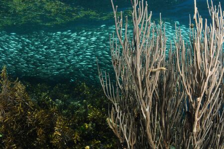 Network pipefish is peeping out of a sea fan coral and the school of sardines is spinning close to a surface, Panglao, Philippinesの写真素材