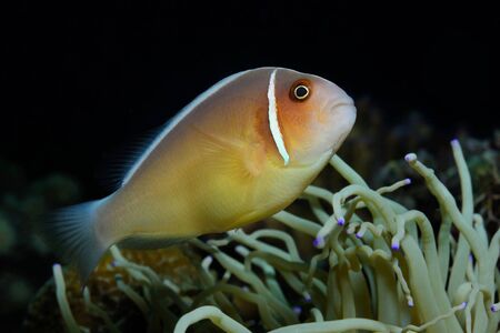 Pink anemonefish is hiding in anemone, Panglao, Philippines