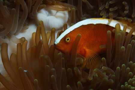 Yellow clownfish (Orange anemonefish, Skunk anemonefish) is hiding in anemone, Panglao, Philippinesの写真素材