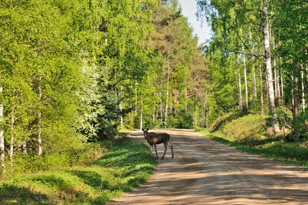 Young elk is crossing the forest road, Puumala, Finlandの写真素材