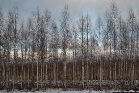 An early winter evening in the birch grove, Puumala, Finlandの写真素材