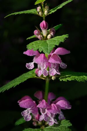 A closeup shot of spotted dead nettle flowers brightly lit by the sun in their natural environment, Moscow, Russiaの写真素材