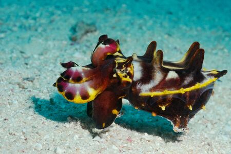 An extremely venomous Pfeffer's flamboyant cuttlefish (Metasepia pfefferi) looks like a tiny hippopotamus, Panglao, Philippinesの写真素材