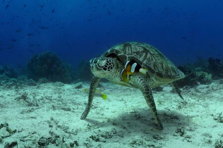Two orangefin anemonefish are trying to dismiss the sea turtle from their territory, Balicasag island, Philippinesの写真素材
