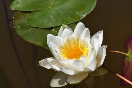 The closeup shot of blooming water lily in its natural environment, Tver region, Russiaの写真素材