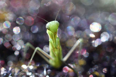 A closeup shot of mantis against bubbles background, Ryazan region, Russiaの写真素材