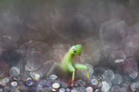 A closeup shot of mantis against bubbles background, Ryazan region, Russiaの写真素材