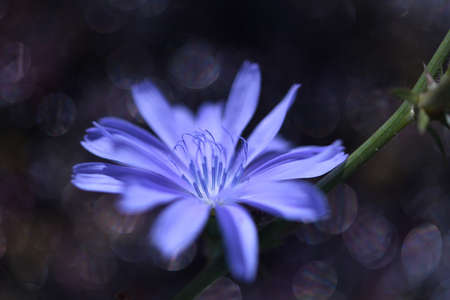 Blooming chicory in its natural environment, Ryazan region, Russiaの写真素材