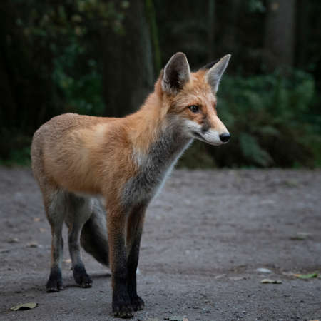 A wild fox is standing at the edge of the forest, Curonian Spit, Kaliningrad region, Russiaの写真素材