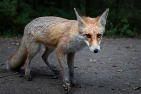 A wild fox is gingerly crawling to the camera, Curonian Spit, Kaliningrad region, Russiaの写真素材