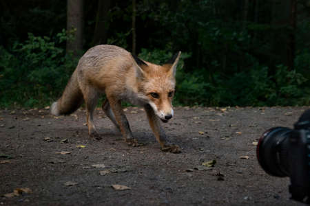 A wild fox is crawling to the camera, Curonian Spit, Kaliningrad region, Russiaの写真素材