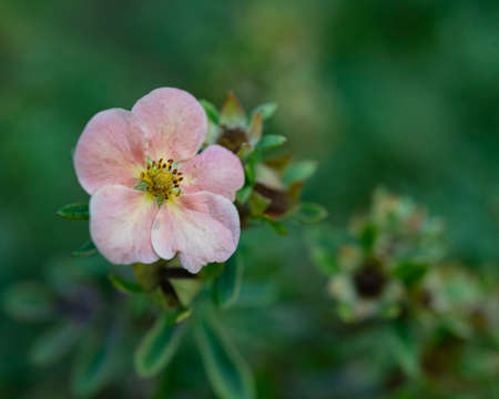 A single flower of a shrubby cinquefoil, Moscow, Russiaの写真素材