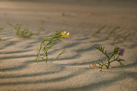 Gallwort (Linaria loeselii) and Baltic sea rocket (Cakile baltica) are bending under the wind trying to survive in the sand at dawn, Curonian Spit, Kaliningrad region, Russiaの写真素材