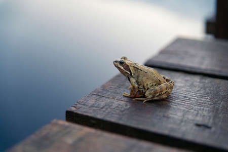 A frog is sitting on the edge of a wooden pier, Kaliningrad region, Russiaの写真素材