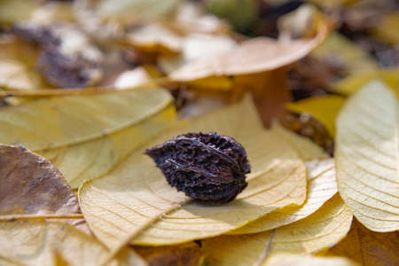 A ripe butternut (white walnut (JÃºglans cinÃ©rea lat.)) Is lying on the fallen butternut leaves, Moscow, Russiaの写真素材