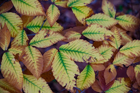 Leaves of a beech tree are changing colors in autumn, Moscow, Russiaの写真素材