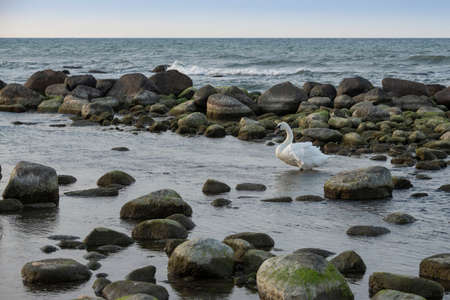A swan is standing in the shallow waters at dusk, Baltic coast, Kaliningrad region, Russiaの写真素材