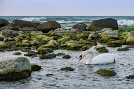 A swan is floating in the Baltic waters at dusk, Baltic coast, Kaliningrad region, Russiaの写真素材