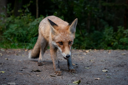 A wild fox is gingerly crawling to the camera, Curonian Spit, Kaliningrad region, Russiaの写真素材