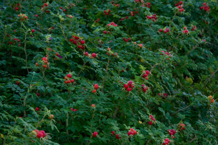 A thicket of a hedge rose, Puumala, Finlandの写真素材