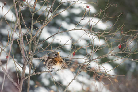 Ruffled fieldfare is sitting on a dog rose during a snowfall, Moscow, Russiaの写真素材